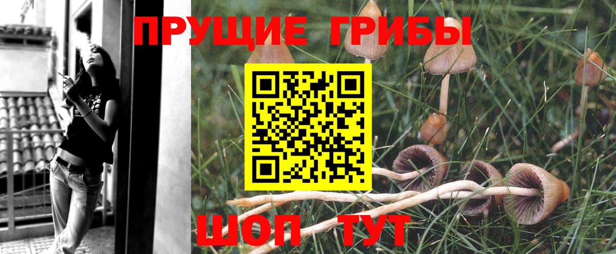 Карачаевск  Псилоцибиновые грибы Magic Shrooms  Вход с VPN 